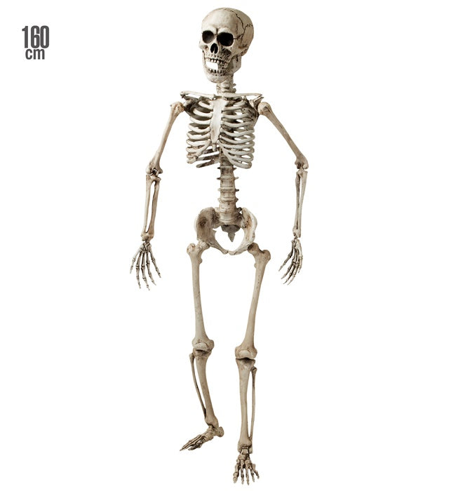 Skeleton Posable - 160 Cm