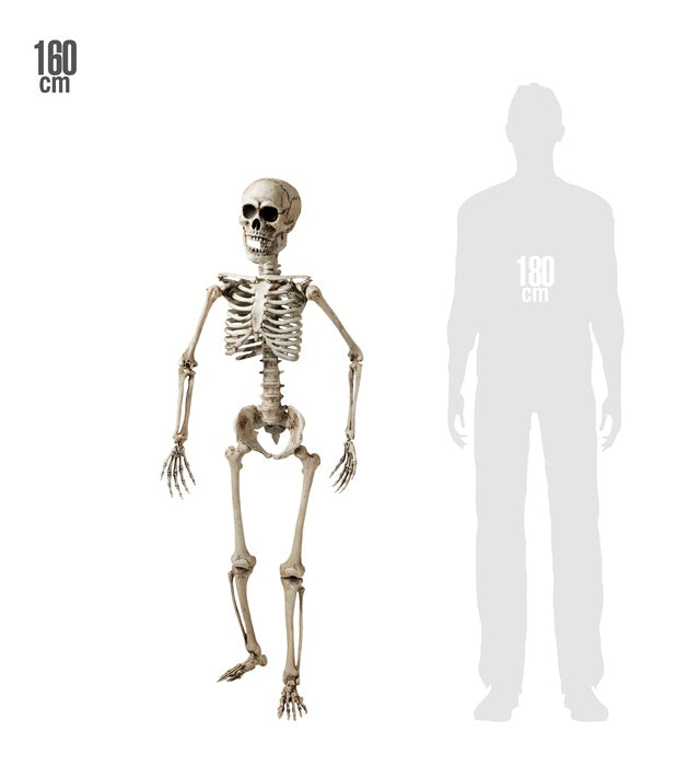 Skeleton Posable - 160 Cm