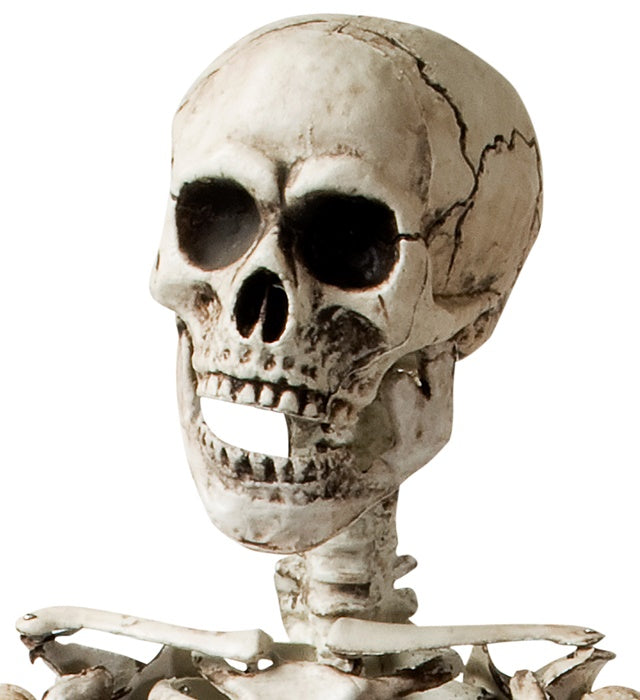 Skeleton Posable - 160 Cm