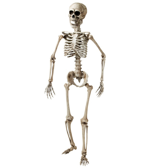 Skeleton Posable - 160 Cm
