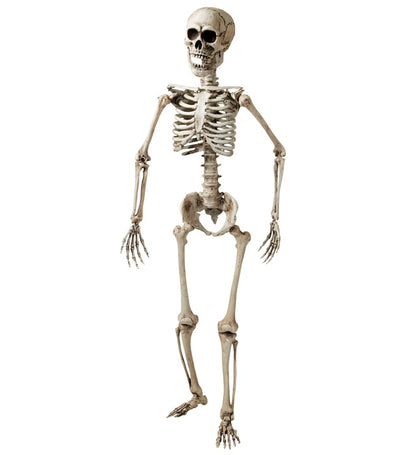 Skeleton Posable - 160 Cm
