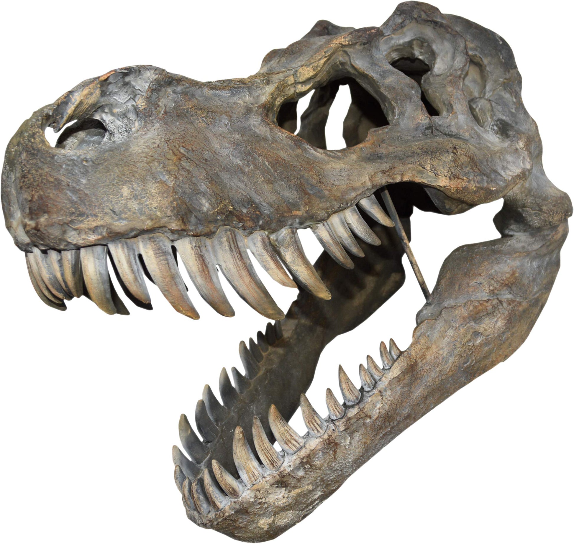 Tyrannosaurus Rex Large Dinsoaur Skull 51.5cm B/strap 1
