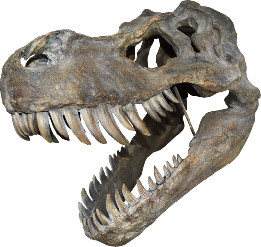 Tyrannosaurus Rex Large Dinsoaur Skull 51.5cm B/strap 1