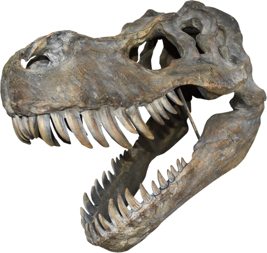 Tyrannosaurus Rex Large Dinsoaur Skull 51.5cm B/strap 1