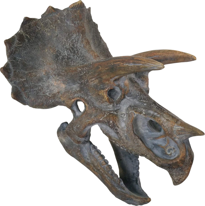 Triceratops Dinosaur Skull 23cm Head