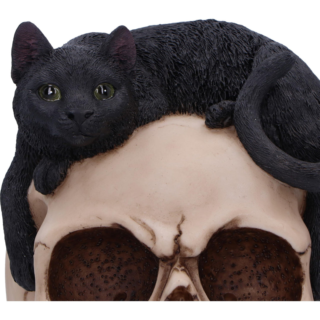 Forever Friend Black Cat Skull Head 14.5cm