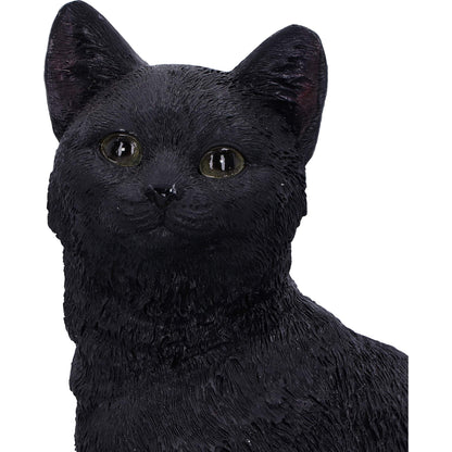 Familiar Fate Black Witches Cat and Skull Figurine 24.3cm 7