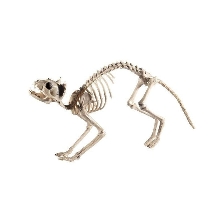 Size Chart Cat Skeleton Prop Adult Natural