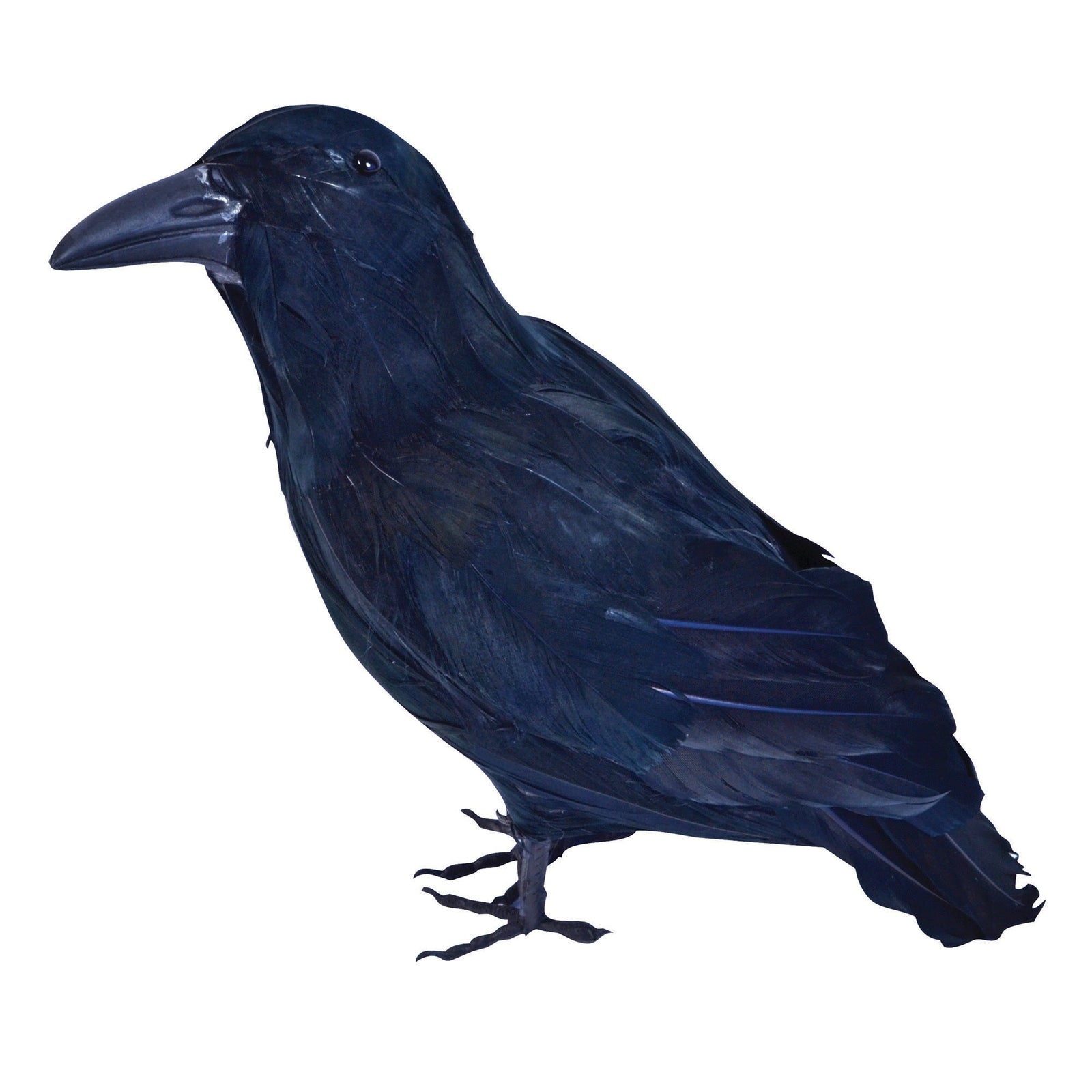 Feather Raven Black Pirate Costume Accessory 1