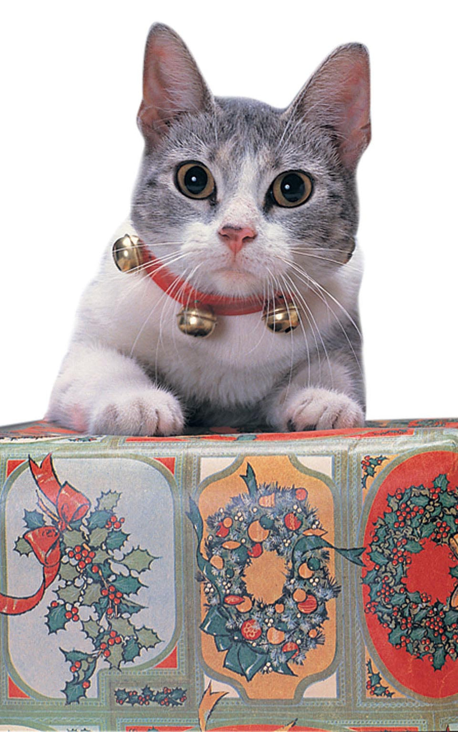 Jingle Cat Collar_1 RUK421NS