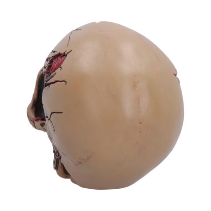 Hall of Horrors The Walker of Death Zombie Skull 15.5cm 3