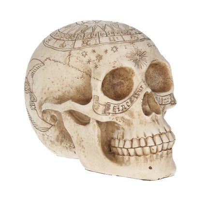 Astrological Skull Engraved With The Zodiac Circle 20cm 1