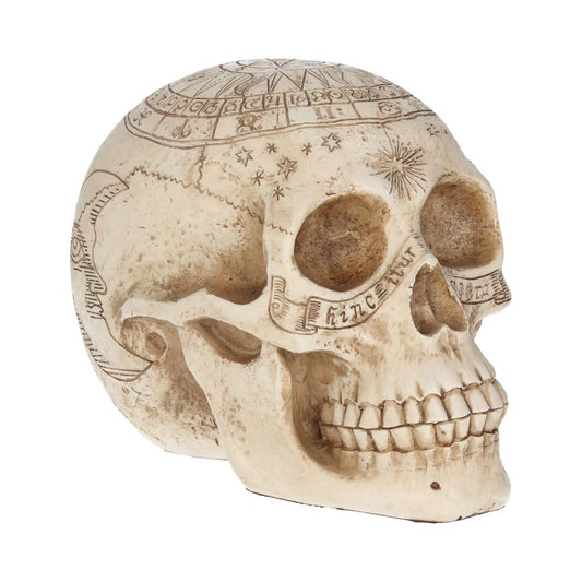 Astrological Skull Engraved With The Zodiac Circle 20cm 1
