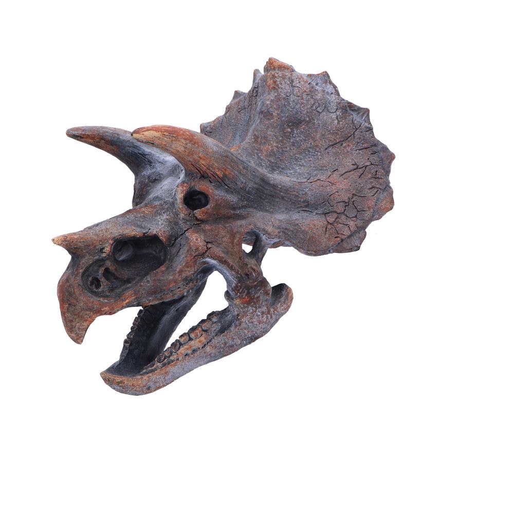 Triceratops Head Dinosaur Skull 23cm Resin Statue 4