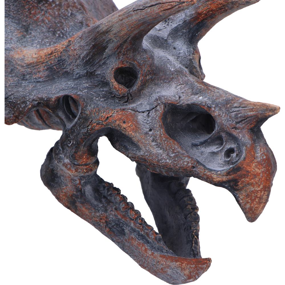Triceratops Head Dinosaur Skull 23cm Resin Statue 5