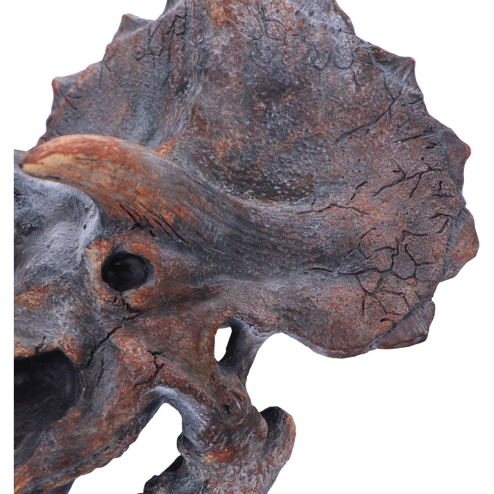 Triceratops Head Dinosaur Skull 23cm Resin Statue 6