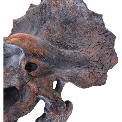 Triceratops Head Dinosaur Skull 23cm Resin Statue 6