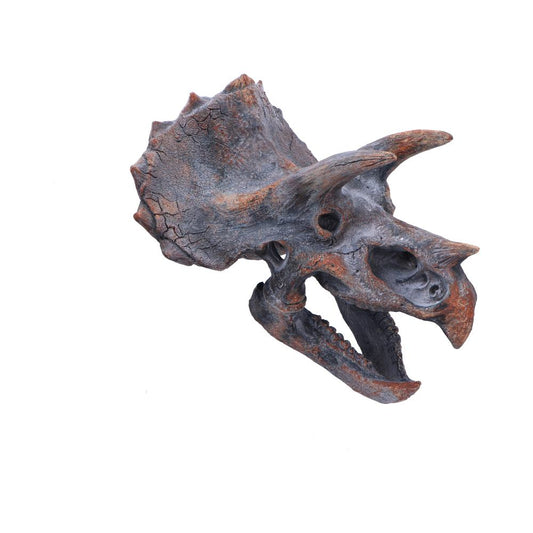 Triceratops Head Dinosaur Skull 23cm Resin Statue 1