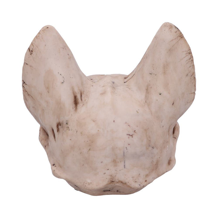 Bastets Secret Cat Skull Figurine Ornament 15cm 3