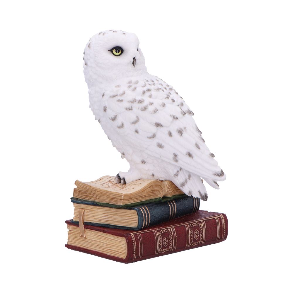 Library of Wisdom White Owl Figurine 17cm 4