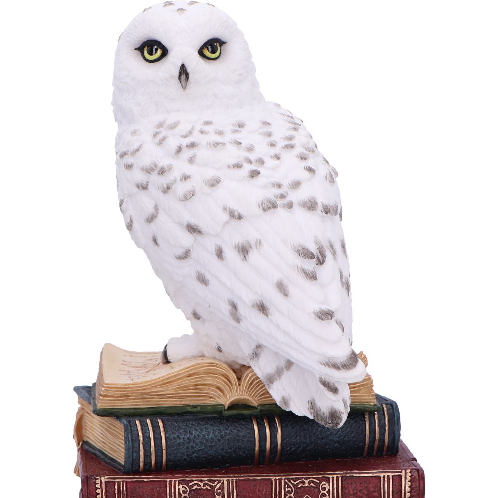 Library of Wisdom White Owl Figurine 17cm 5