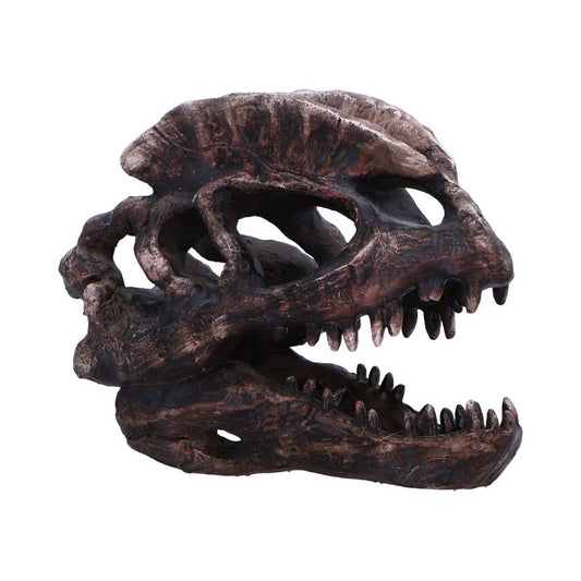 Dilophosaurus Skull Resin Replica 16cm 1