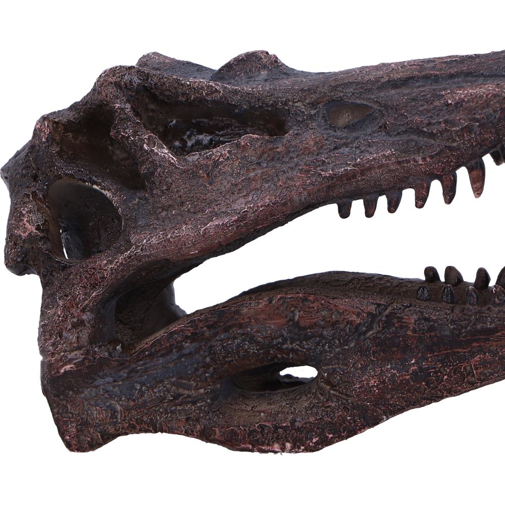 Spinosaurus Skull Replica Fossilized Dinosaur Sculpture 16cm 5