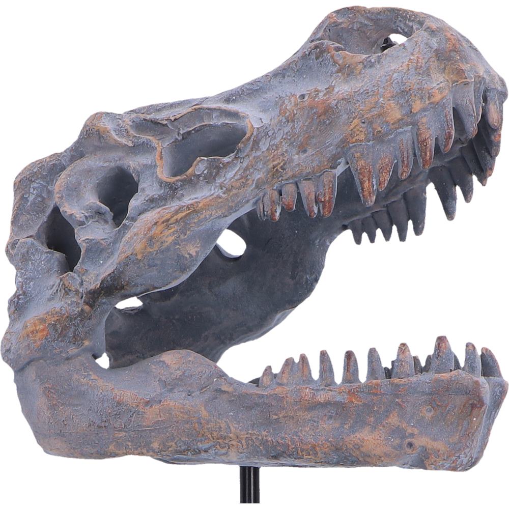 Tyrannosaurus Rex Skull on Plinth 24.2cm