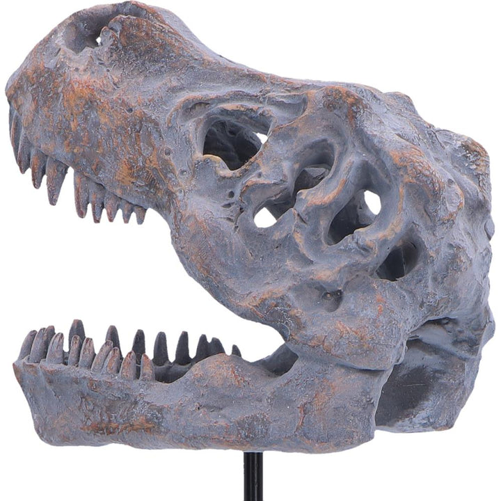 Tyrannosaurus Rex Skull on Plinth 24.2cm