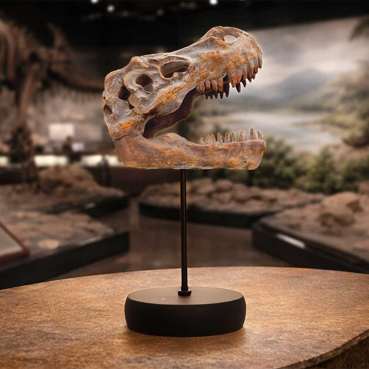 Tyrannosaurus Rex Skull on Plinth 24.2cm