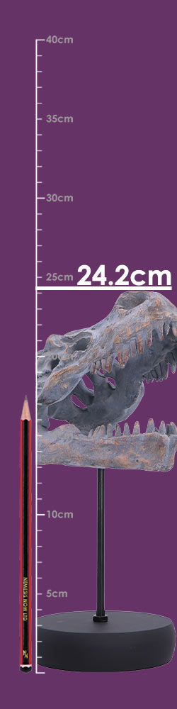 Tyrannosaurus Rex Skull on Plinth 24.2cm