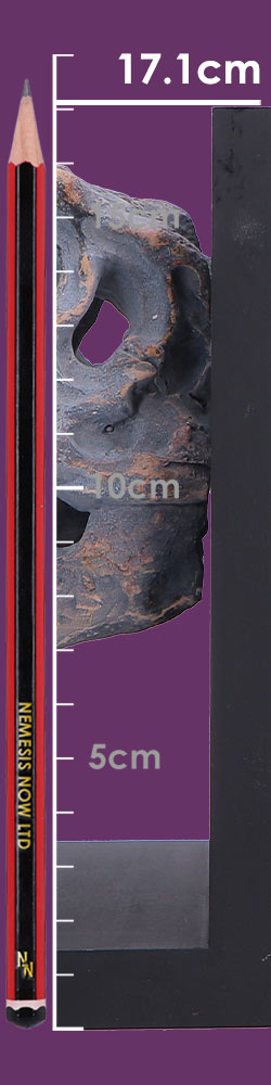 Tyrannossaurus Rex Skull Bookends 17.1cm 8