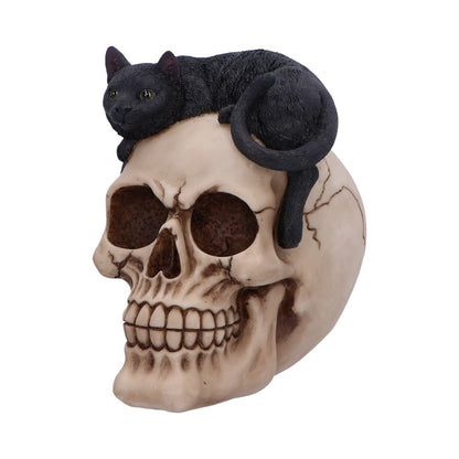 Forever Friend Black Cat Skull Head 14.5cm 4