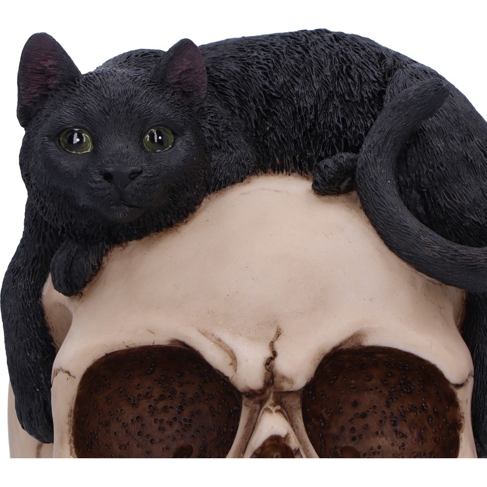 Forever Friend Black Cat Skull Head 14.5cm 5