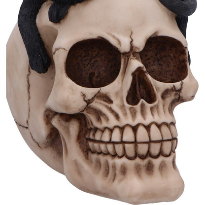 Forever Friend Black Cat Skull Head 14.5cm 6
