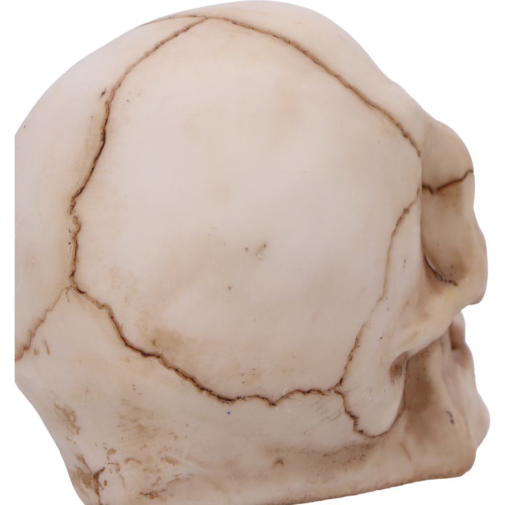 Eyes Wide Open Green Decorative Resin Skull 7cm 6