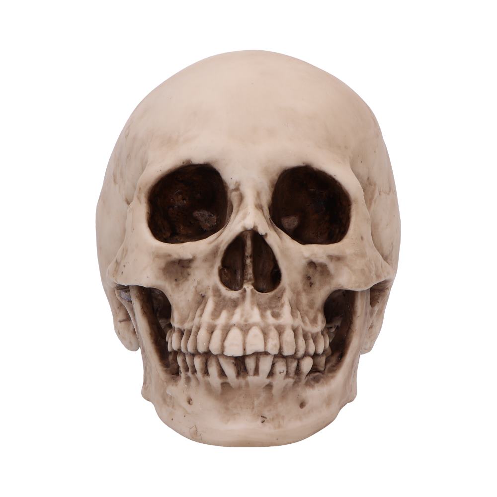 Craniology Decorative Resin Skull 16cm 2