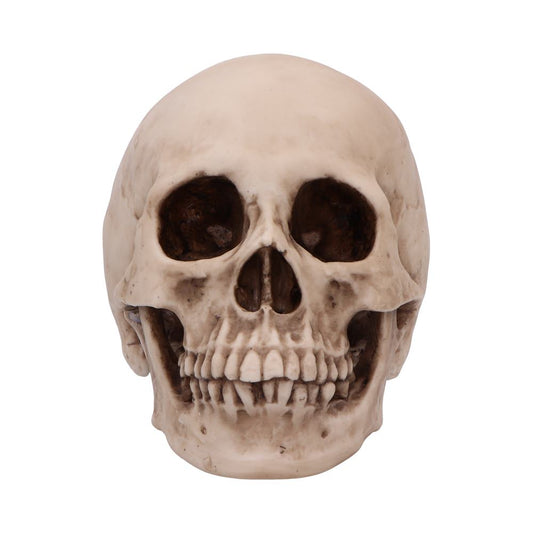 Craniology Decorative Resin Skull 16cm 2