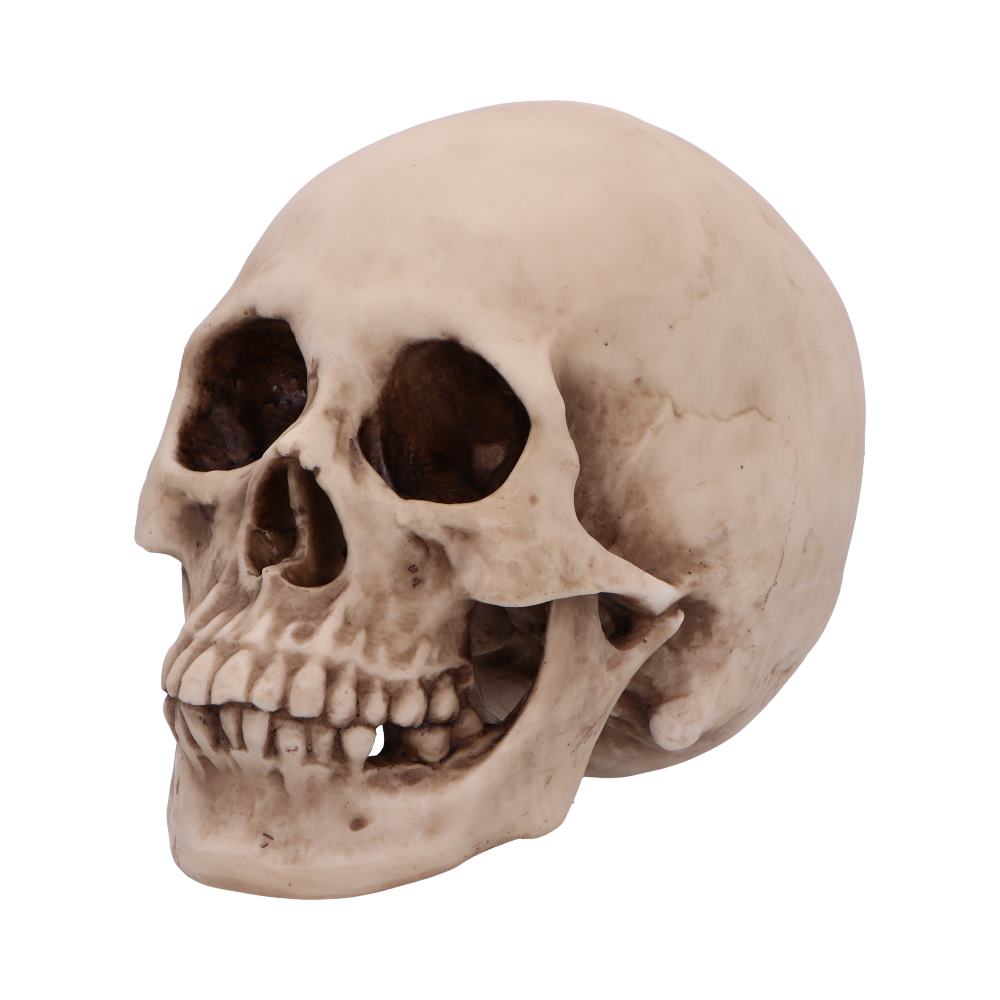 Craniology Decorative Resin Skull 16cm 3