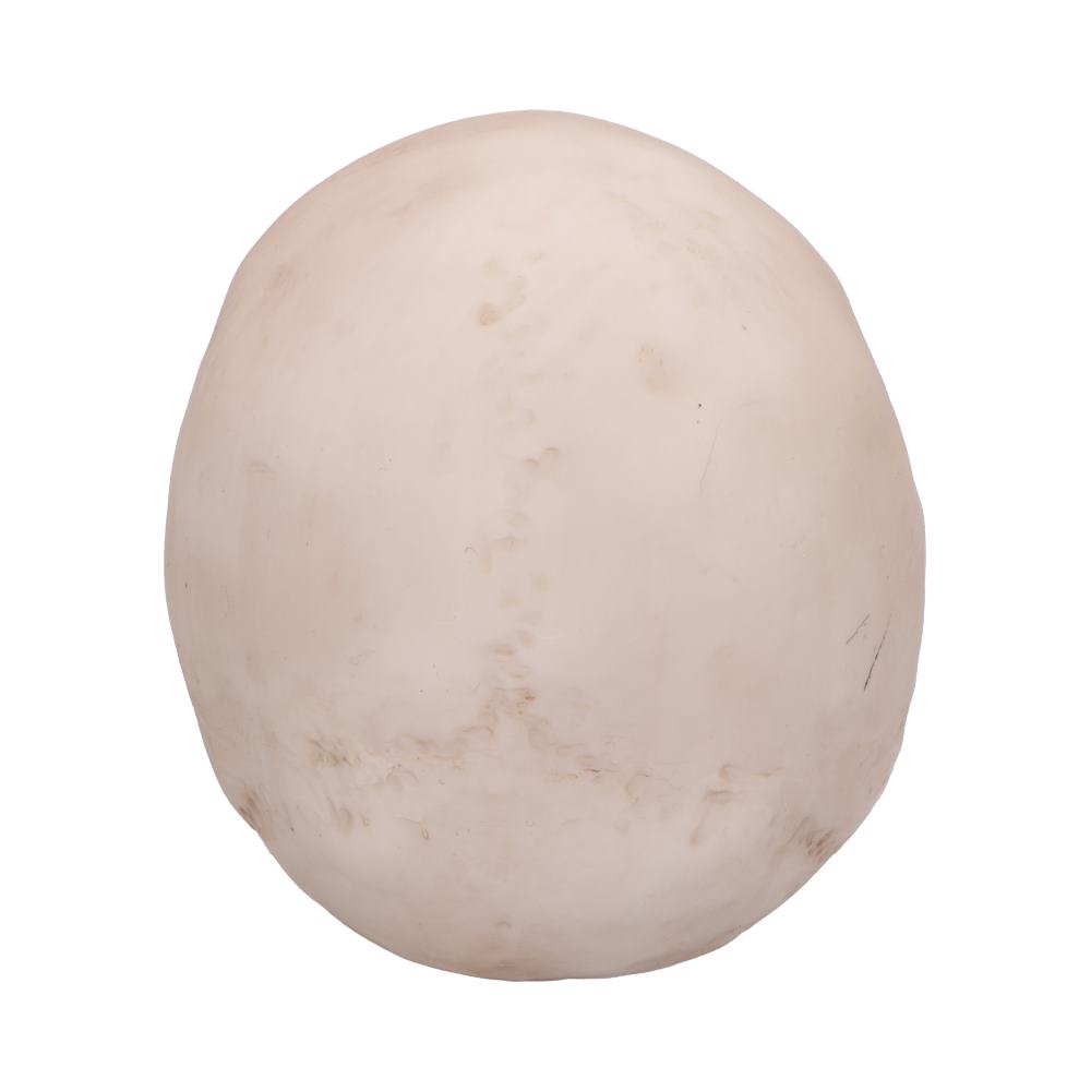 Craniology Decorative Resin Skull 16cm 4