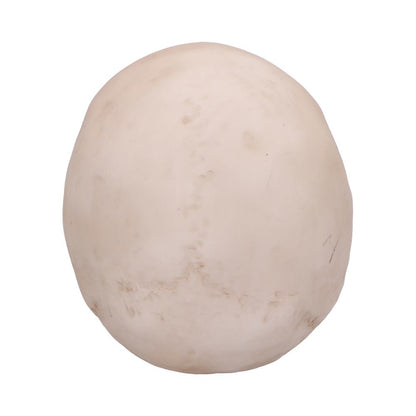 Craniology Decorative Resin Skull 16cm 4