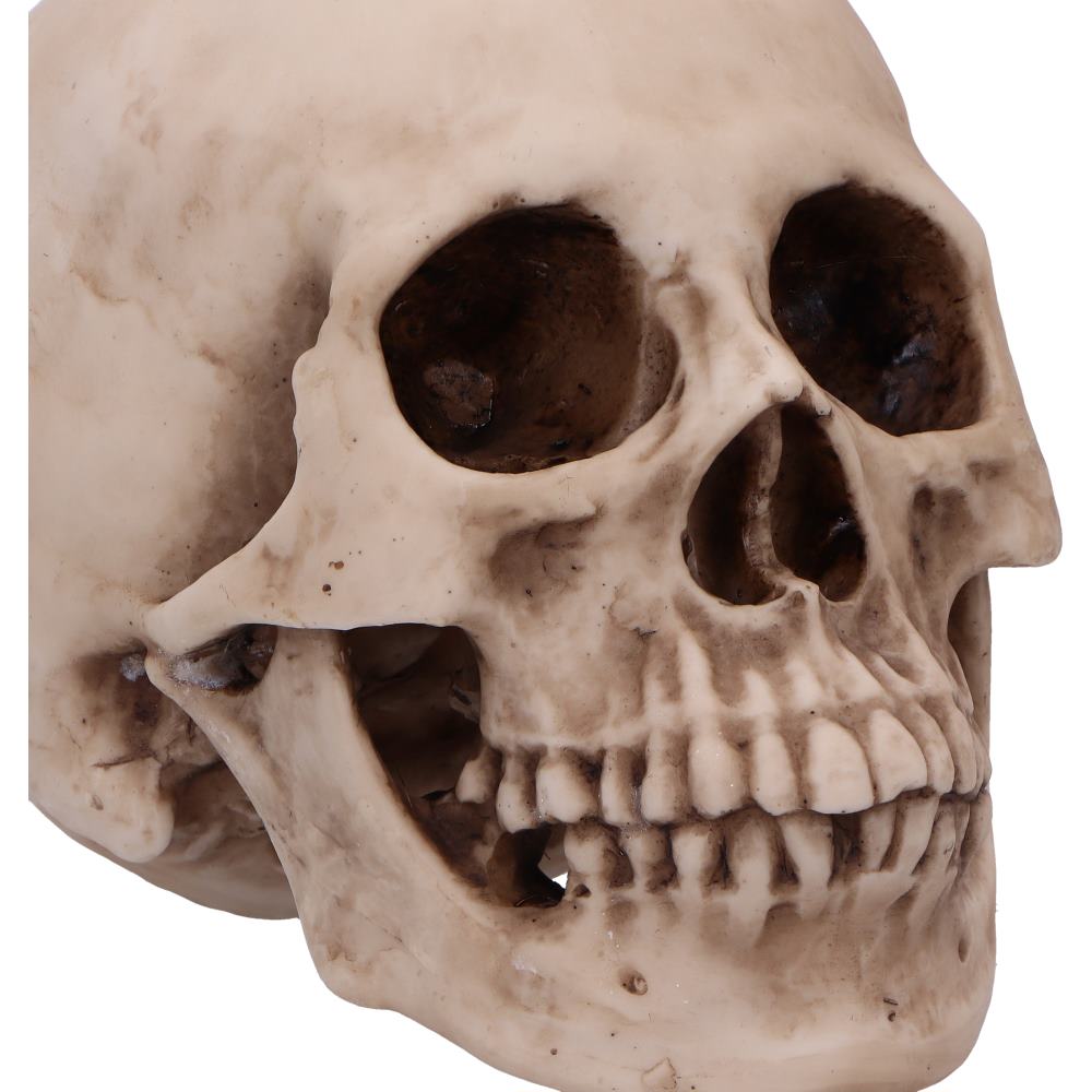 Craniology Decorative Resin Skull 16cm 5