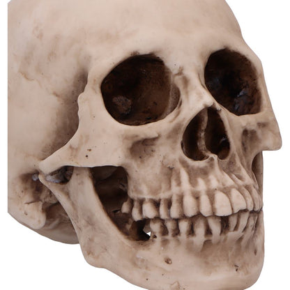 Craniology Decorative Resin Skull 16cm 5