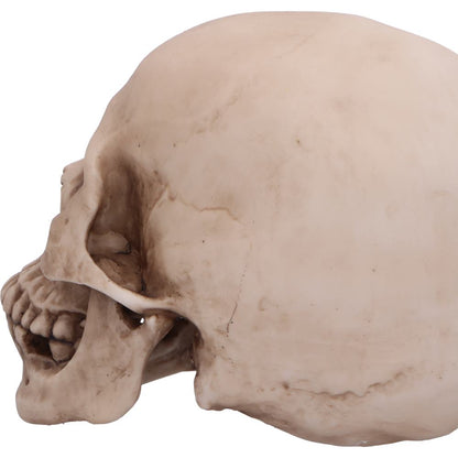 Craniology Decorative Resin Skull 16cm 6