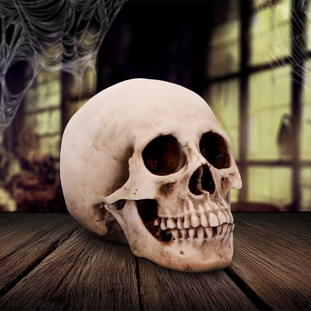 Craniology Decorative Resin Skull 16cm 7