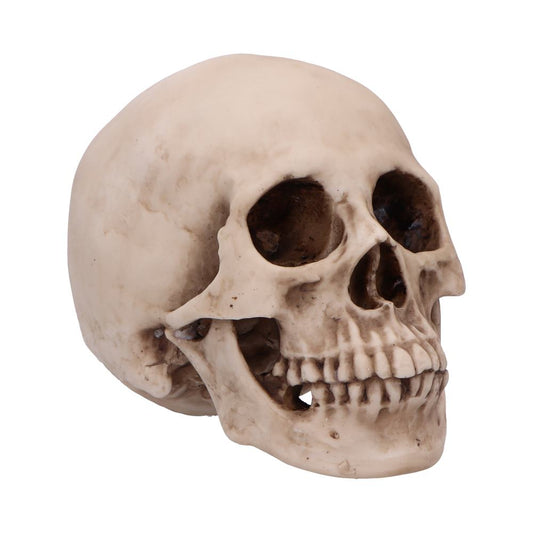 Craniology Decorative Resin Skull 16cm 1