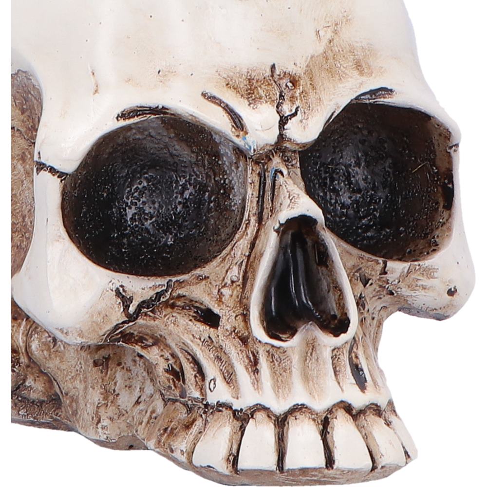 Nevermore Vigil Raven Standing on Skull Figurine 19.5cm 5