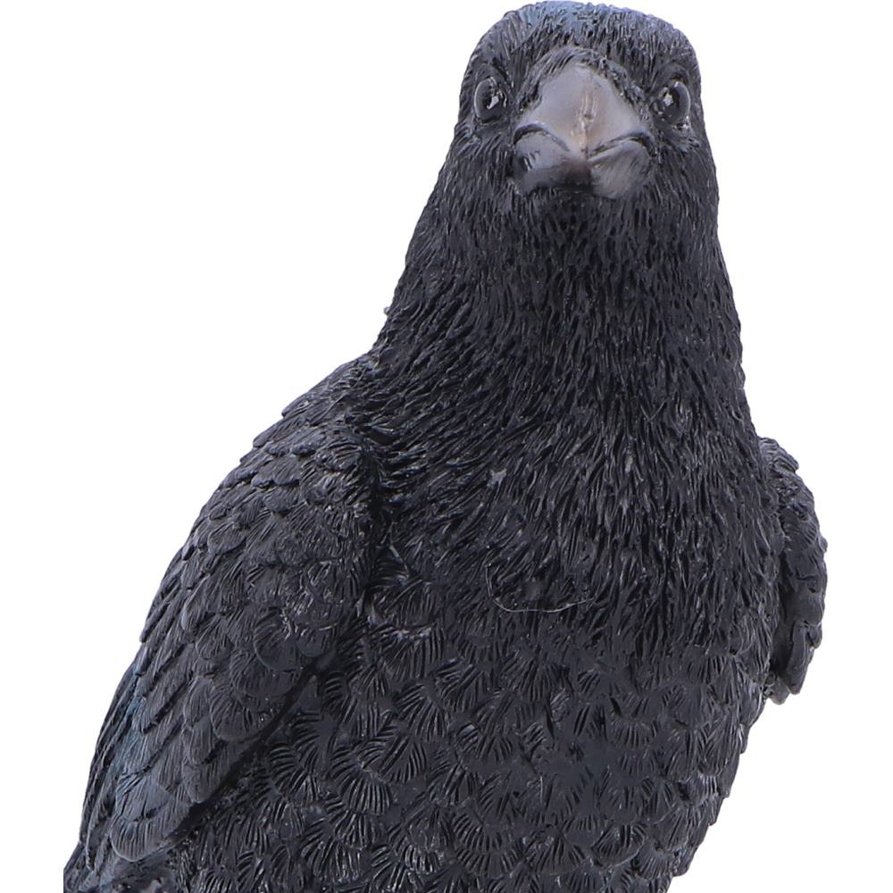 Nevermore Vigil Raven Standing on Skull Figurine 19.5cm 6