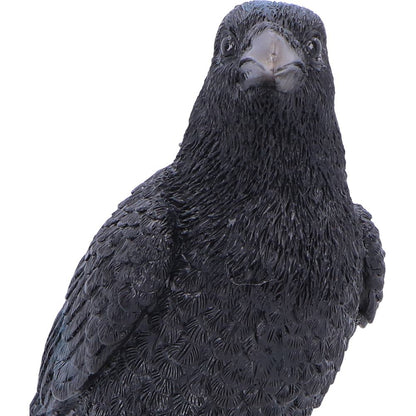 Nevermore Vigil Raven Standing on Skull Figurine 19.5cm 6